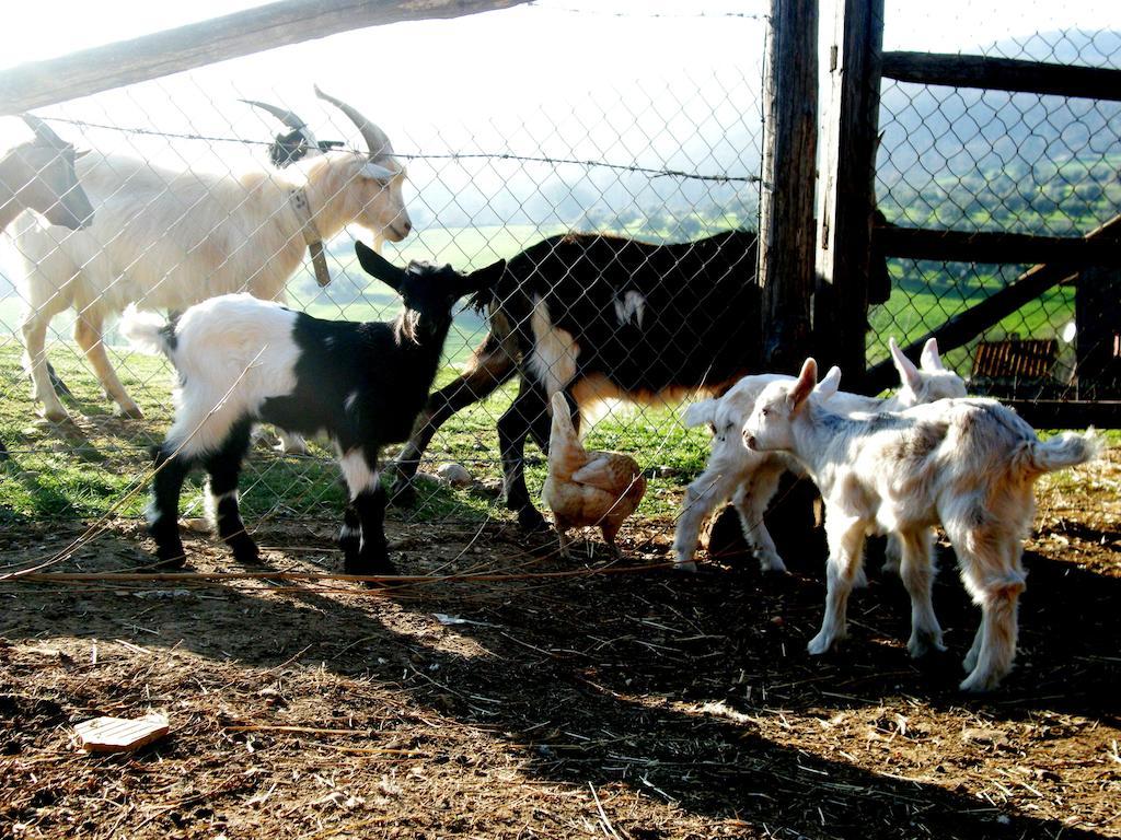 Agrihouse Villa Bracciano Kültér fotó