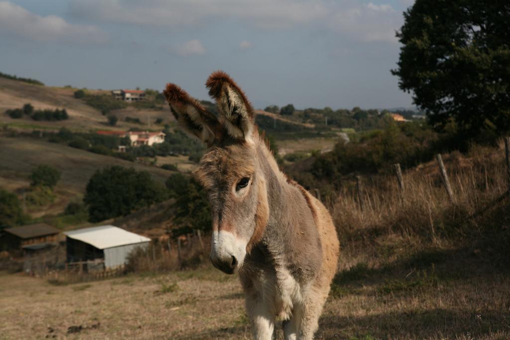 Agrihouse Villa Bracciano Kültér fotó